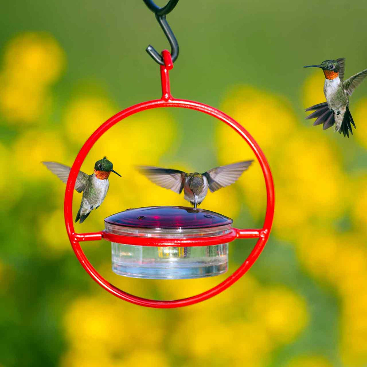 HummbleRedwbirds