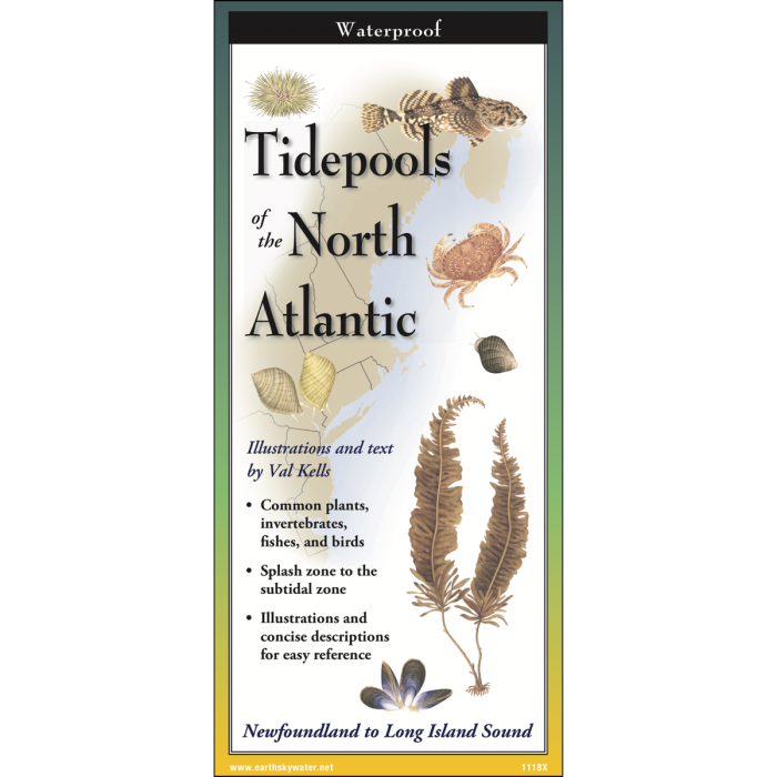 tidepool__54528.1726753437.1280.1280